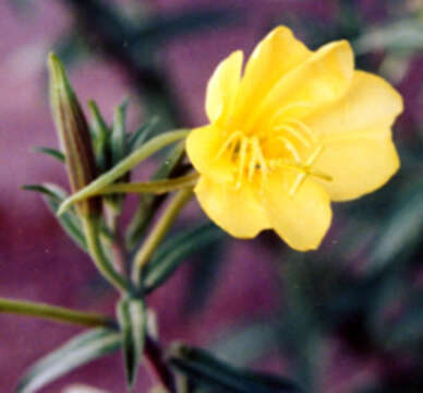 Oenothera longissima Rydberg的圖片