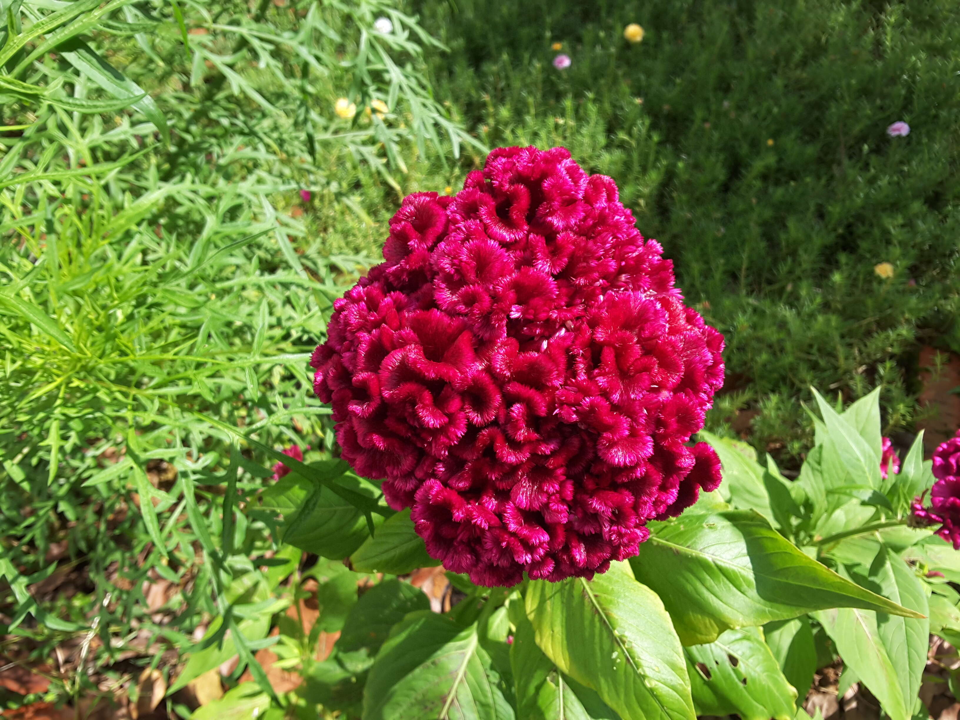 Imagem de Celosia argentea var. cristata