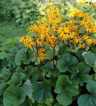 Image of summer ragwort