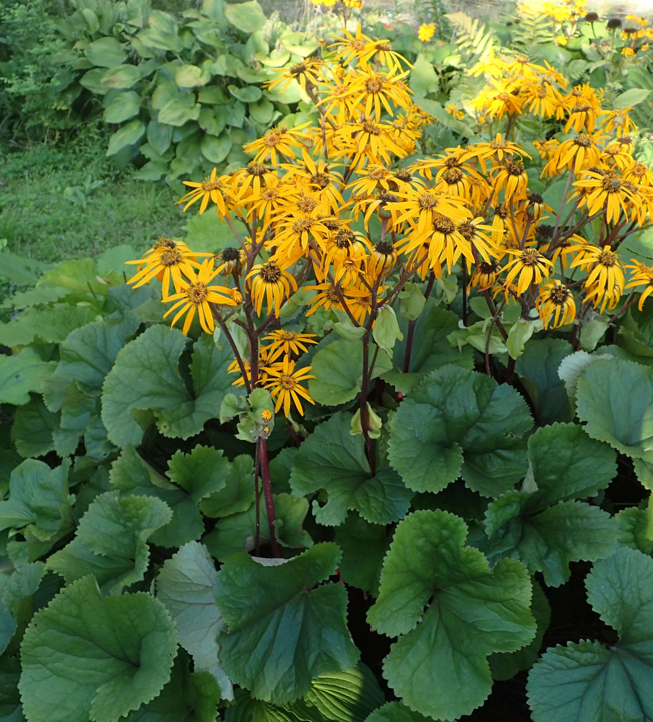 Image of summer ragwort