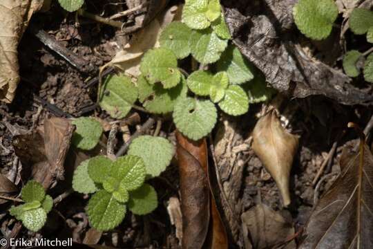 Imagem de Pilea nummulariifolia (Sw.) Wedd.