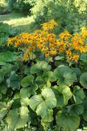 Image of summer ragwort