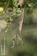 Image of Statilia maculata Thunberg 1784