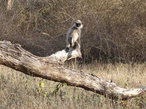 Image of Semnopithecus hypoleucos