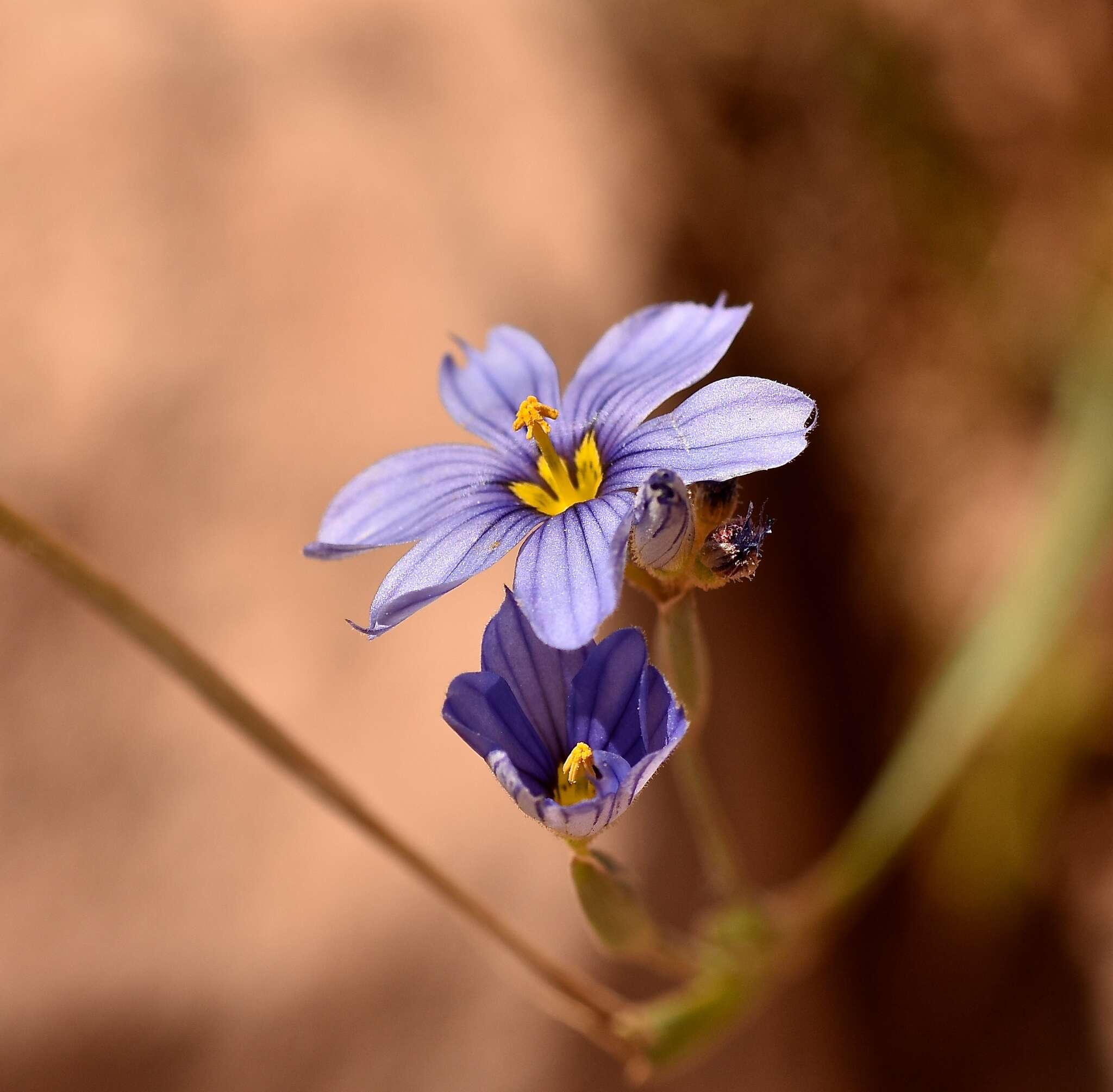 Image of Nevada Blue-Eyed-Grass