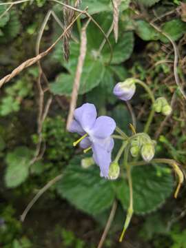 Image of Boea hygrometrica (Bunge) R. Brown