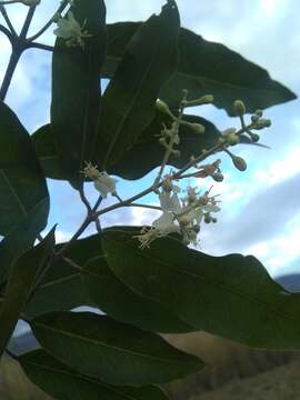 Image of Psychopterys multiflora (Nied.) W. R. Anderson & S. Corso