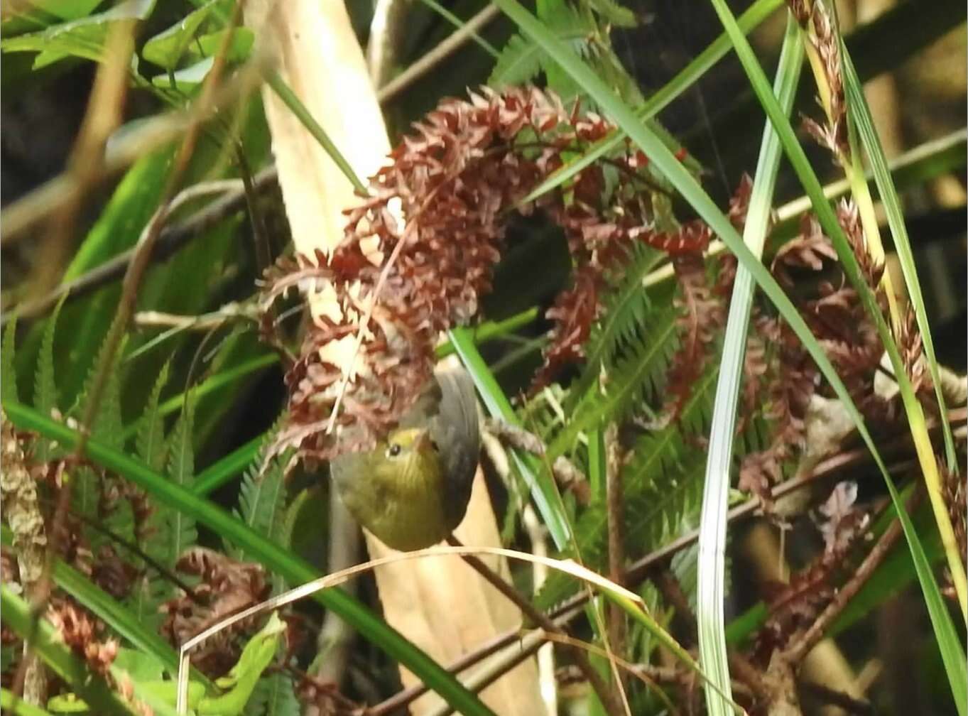 Imagem de Cyanoderma ruficeps (Blyth 1847)