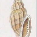 Imagem de Eucithara elegans (Reeve 1846)