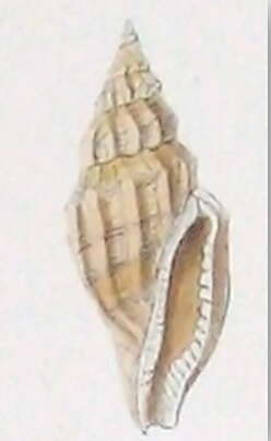 Image de Eucithara elegans (Reeve 1846)