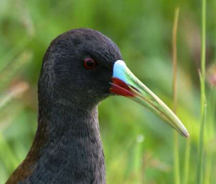 Image of Plumbeous Rail