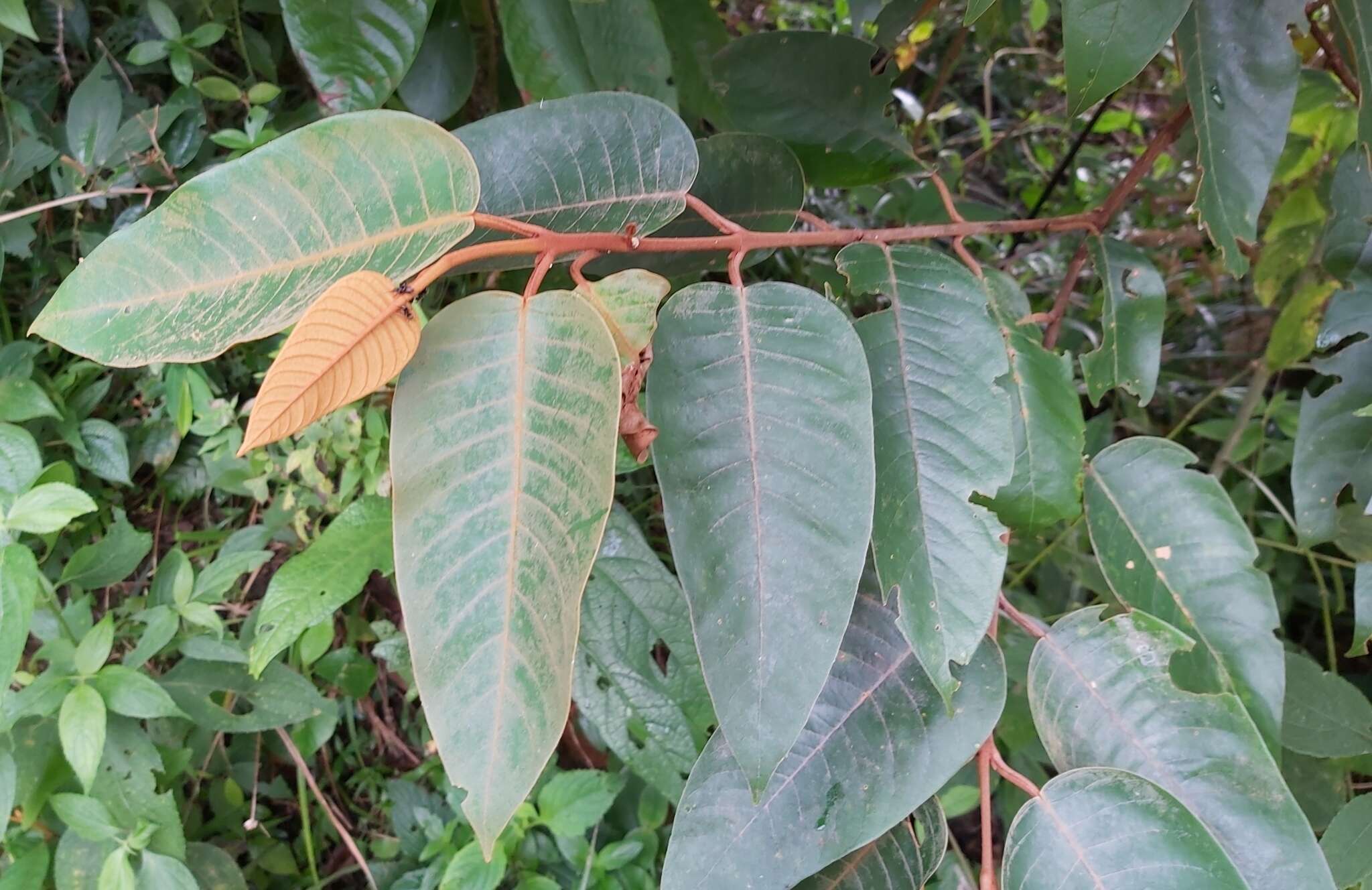 Sivun Vismia guianensis (Aubl.) DC. kuva