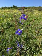 Image of Heliophila coronopifolia L.