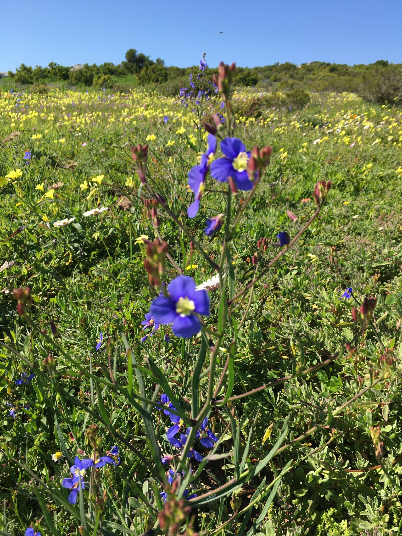 Image of Heliophila coronopifolia L.