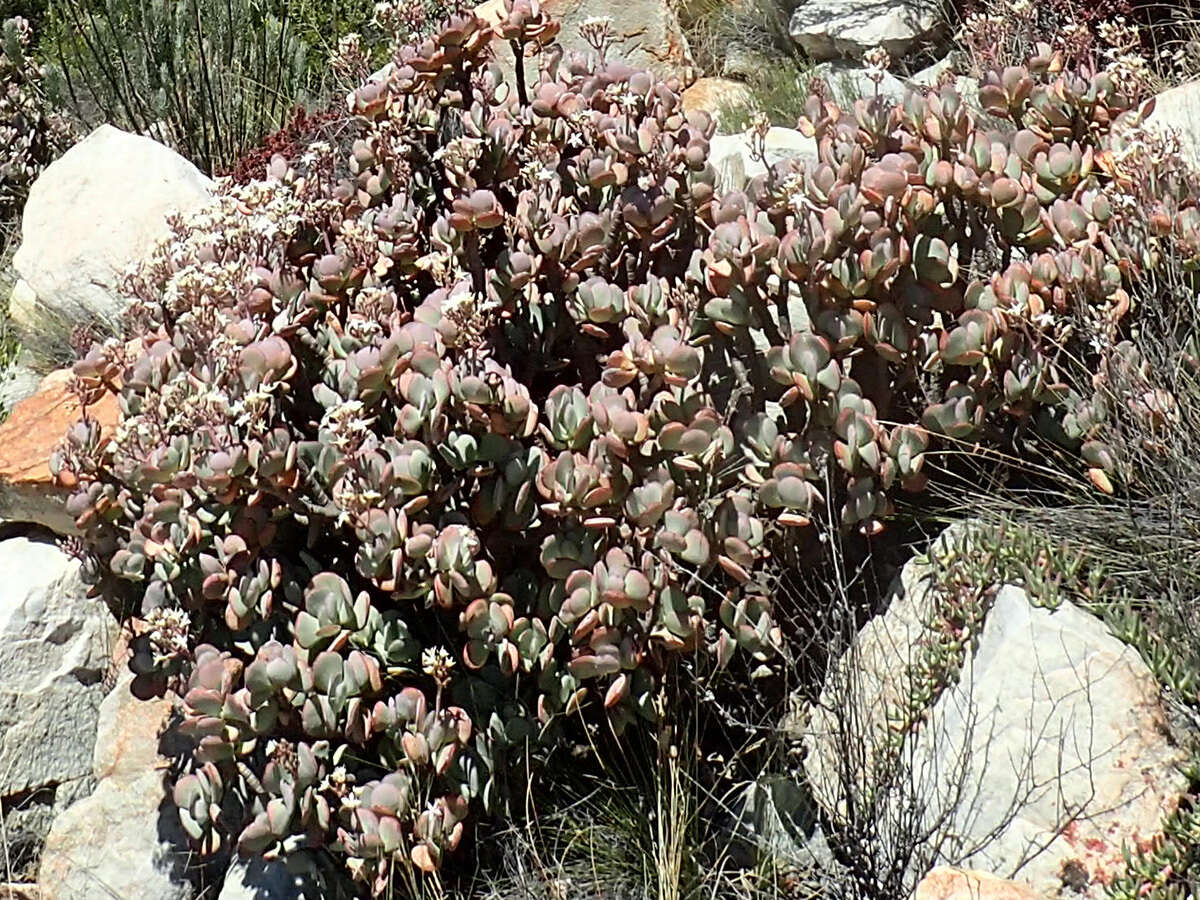 Image of Crassula arborescens subsp. arborescens