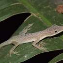Image of Veronica's  Anole