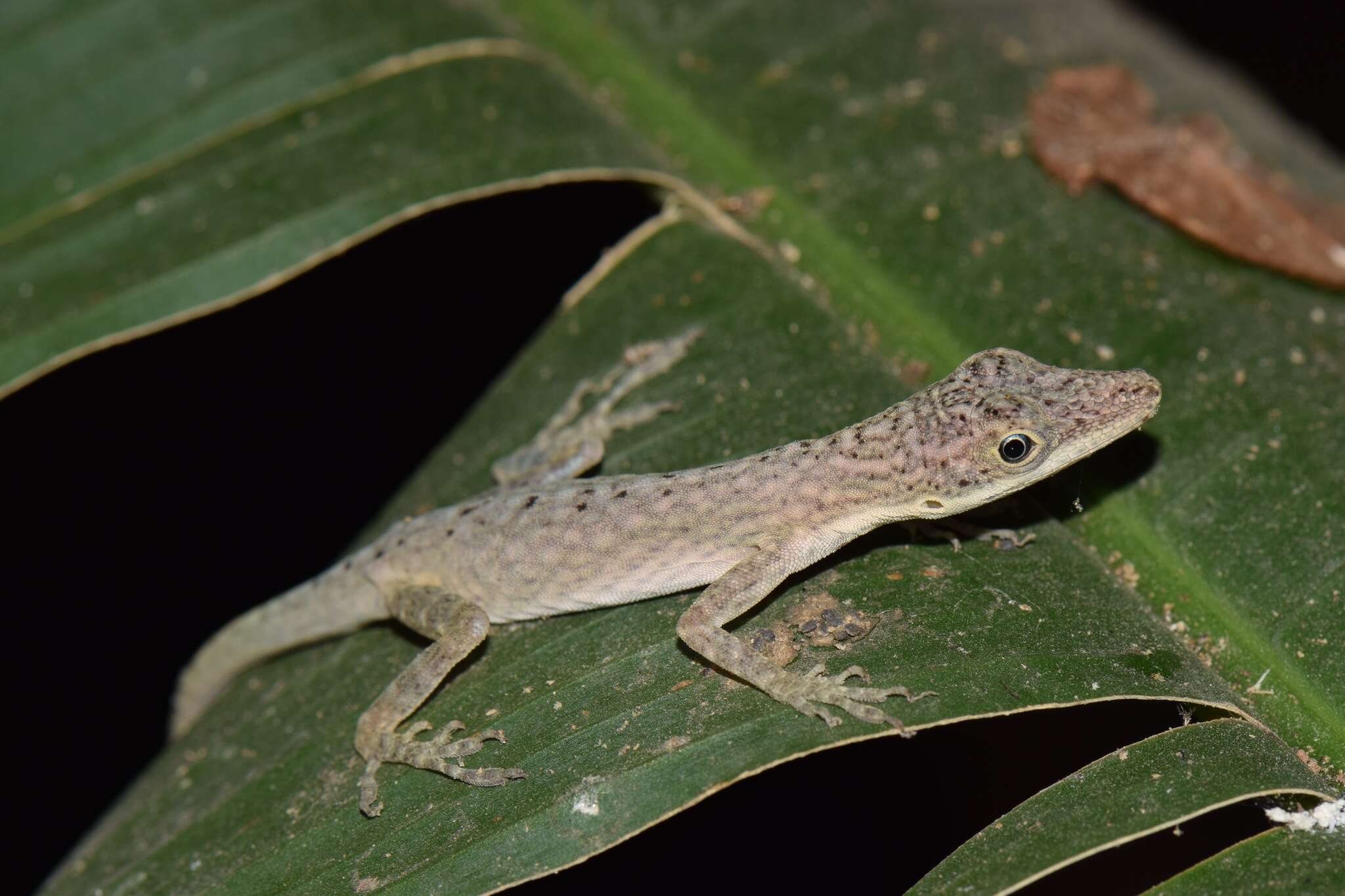 Imagem de Anolis festae Peracca 1904