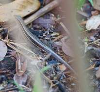 Image of Four-lined Ameiva