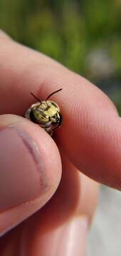 Image of Spot-fronted Wool-carder Bee