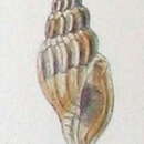 Image of Eucithara funebris (Reeve 1846)