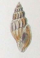 Image de Eucithara funebris (Reeve 1846)