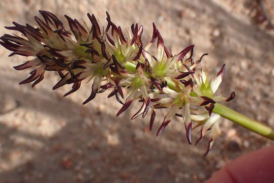 صورة Wurmbea spicata (Burm. fil.) T. Durand & Schinz