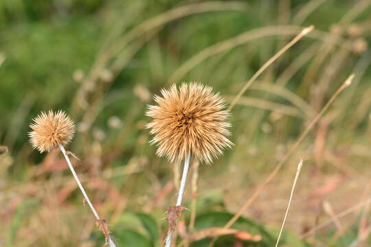 Imagem de Echinops sahyadricus