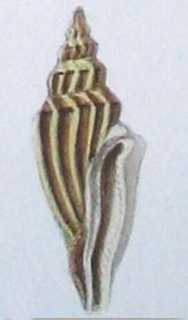 Image de Eucithara funiculata (Reeve 1846)