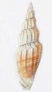 Image of Eucithara fusiformis (Reeve 1846)