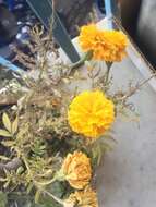 Image of French marigold