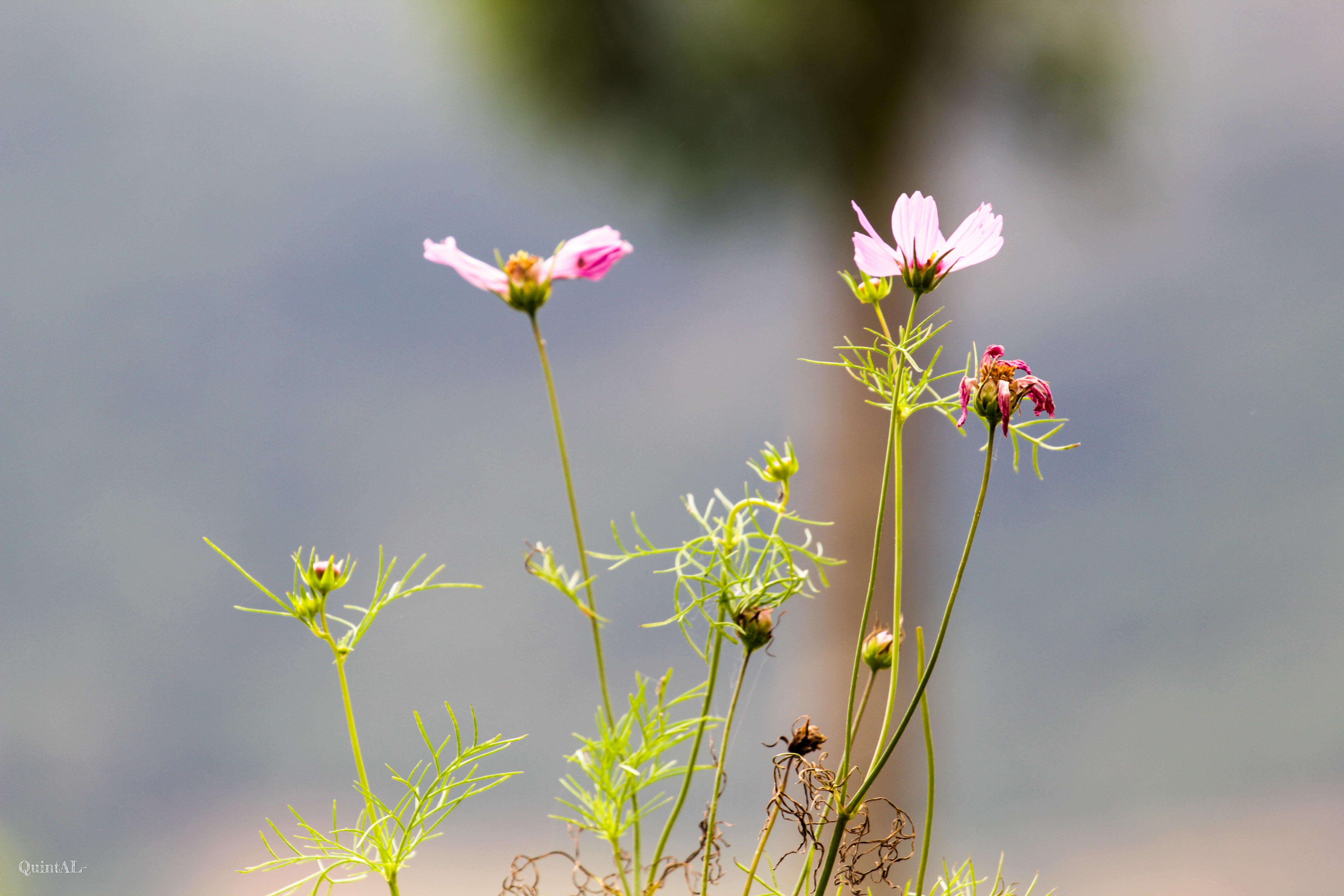 Imagem de Cosmos bipinnatus Cav.