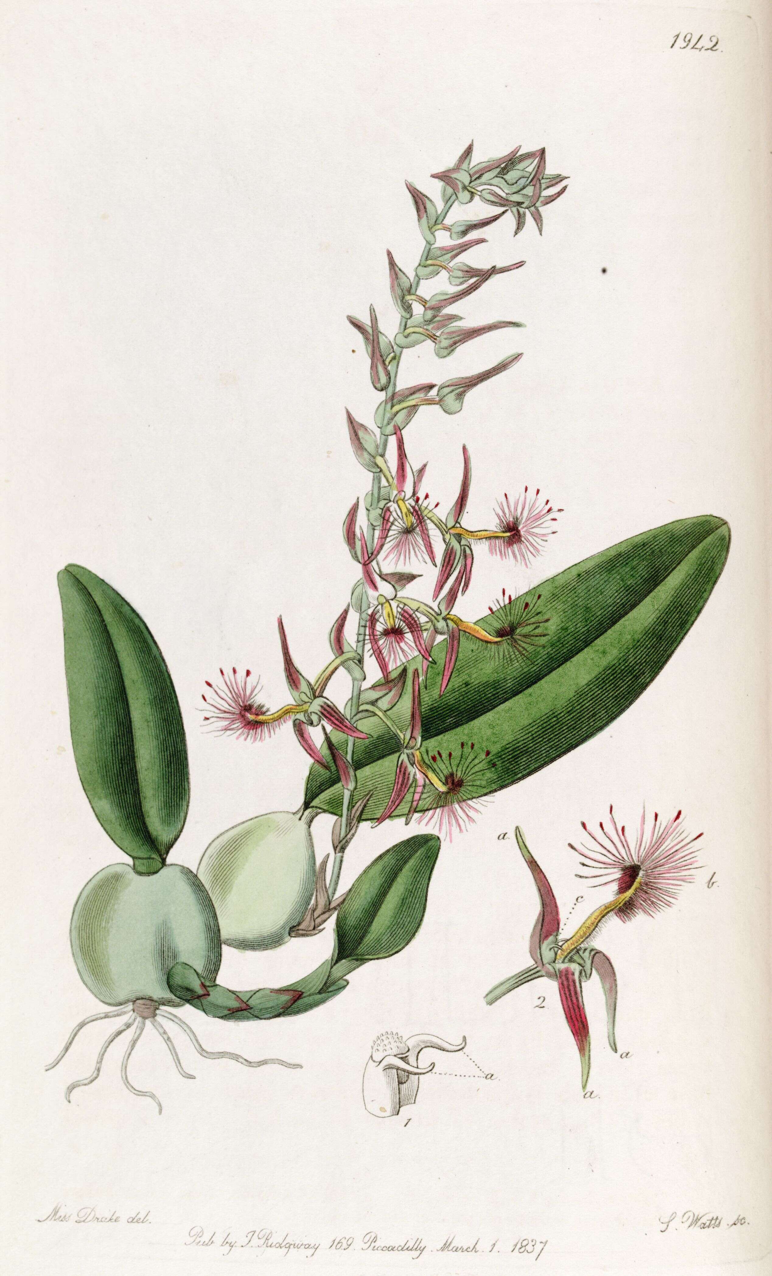 Image of Bulbophyllum barbigerum Lindl.