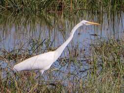 Image of Ardea alba melanorhynchos Wagler 1827