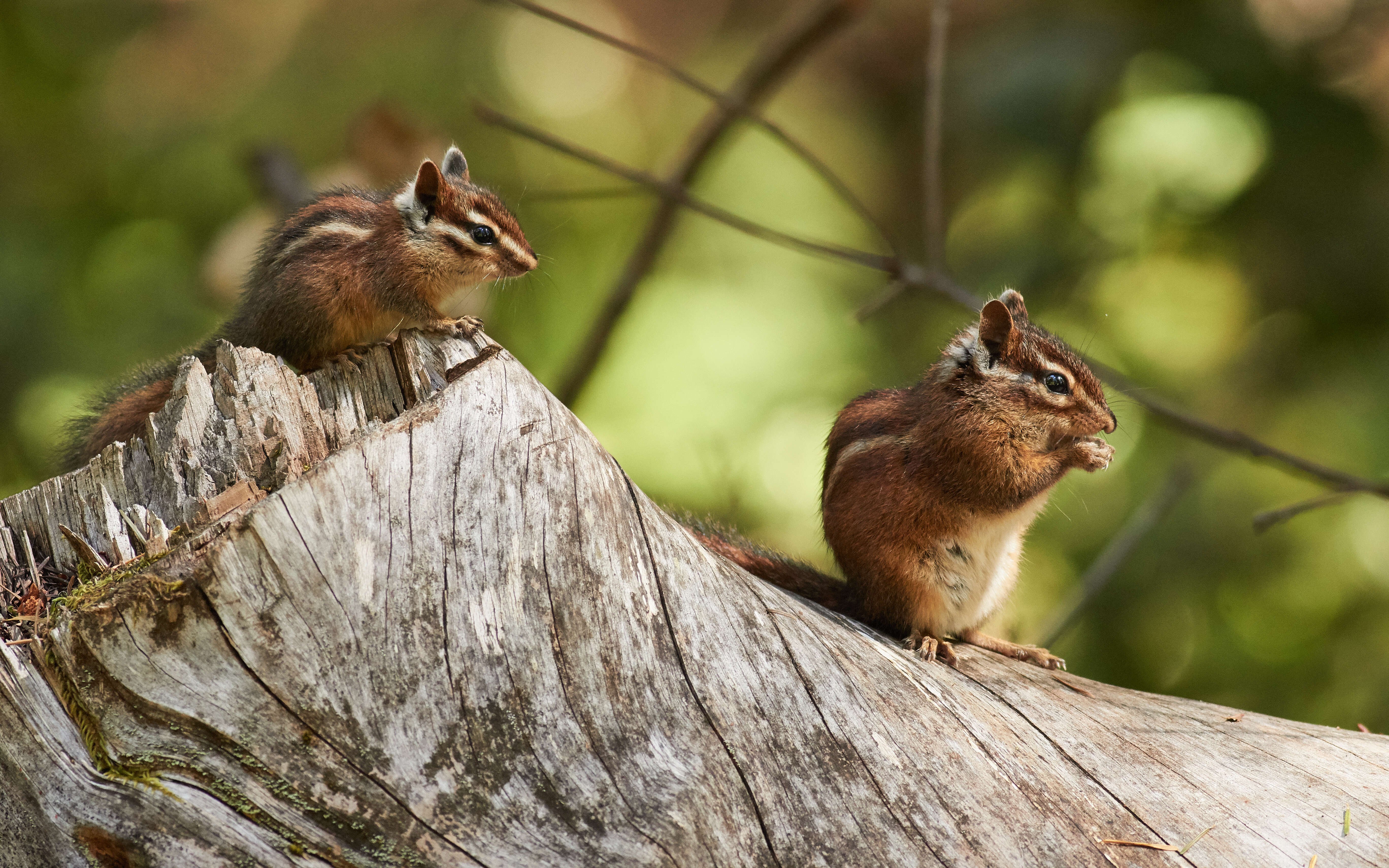 Image of Sonoma Chipmunk