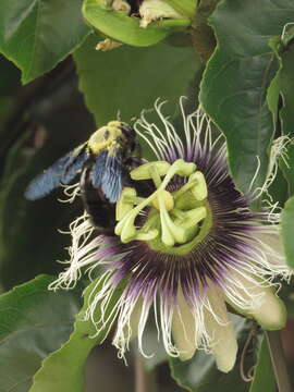 Imagem de Xylocopa nautlana Cockerell 1904