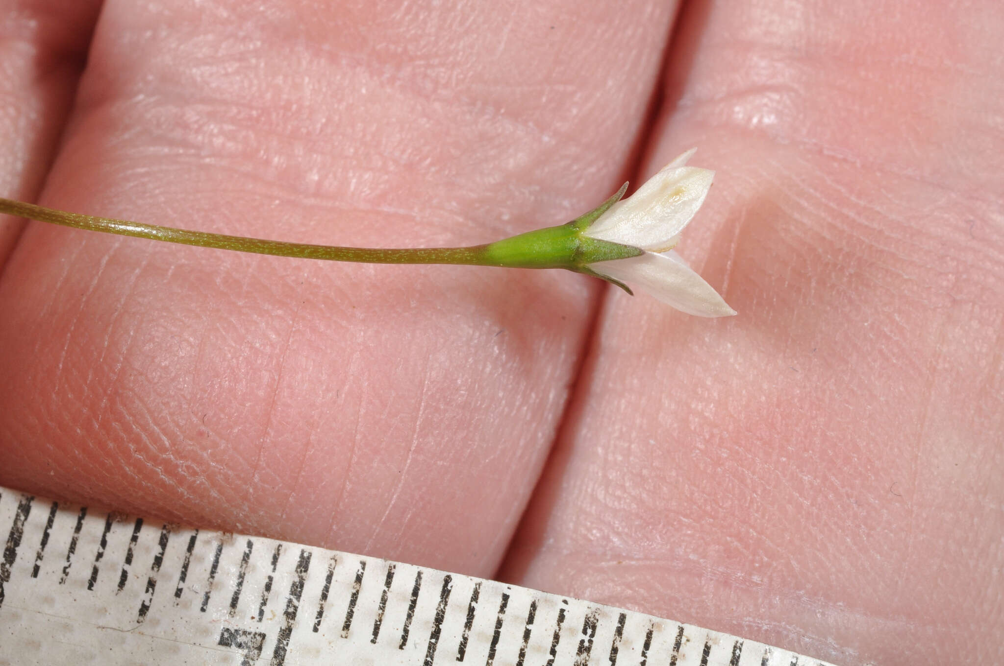 Image of Wahlenbergia rupestris G. Simpson