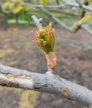 Image of green hawthorn