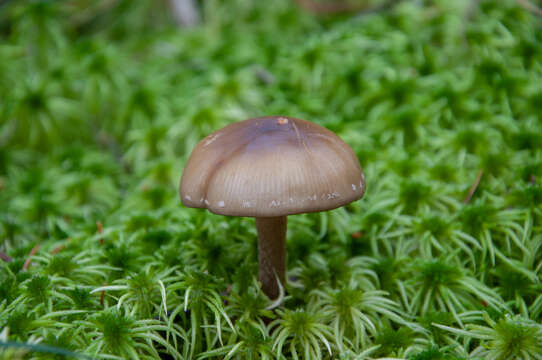 Image of Hypholoma myosotis (Fr.) M. Lange 1955