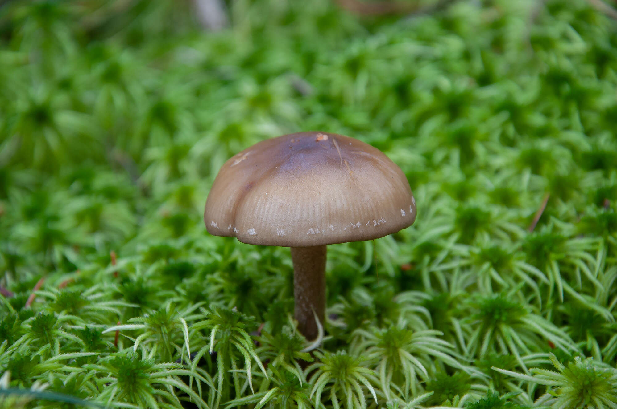 Image of Hypholoma myosotis (Fr.) M. Lange 1955