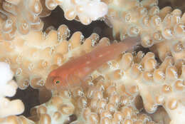 Image of Blueline coralgoby