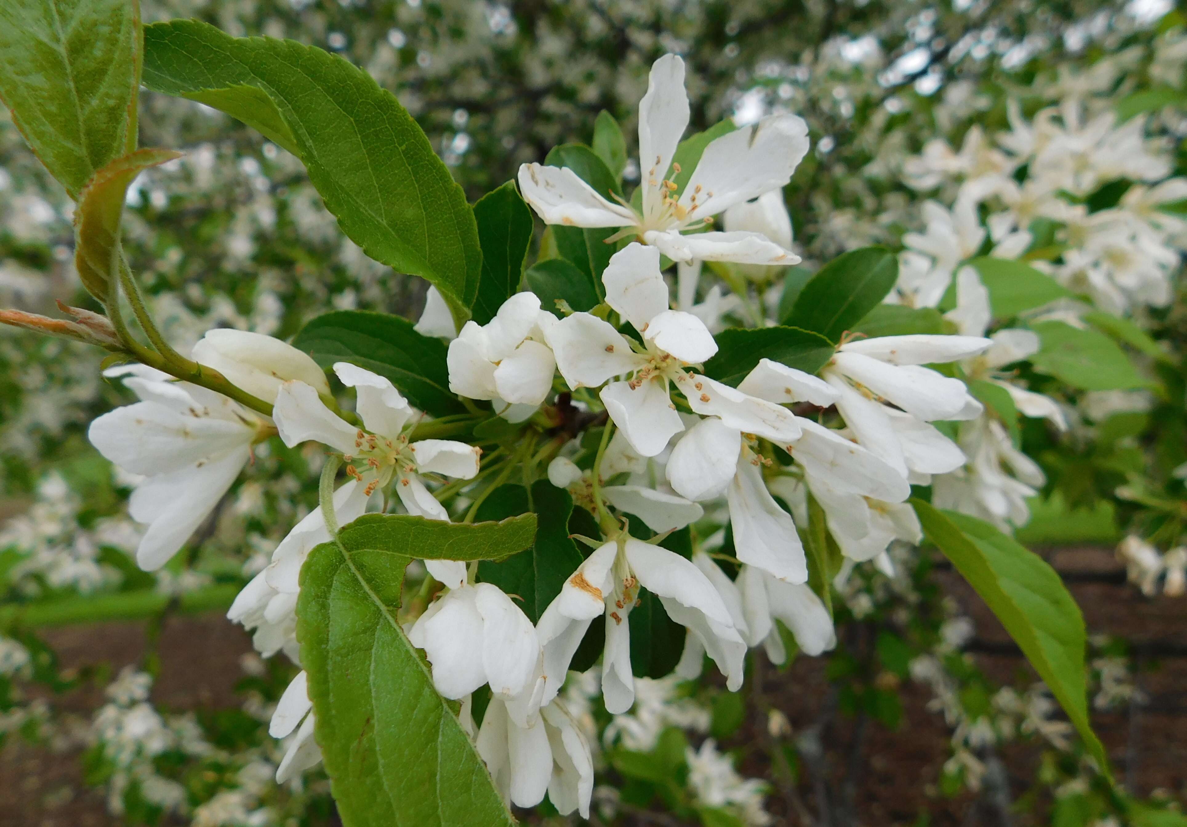 Imagem de Malus baccata (L.) Borkh.