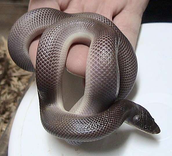 Image of Mexican burrowing pythons