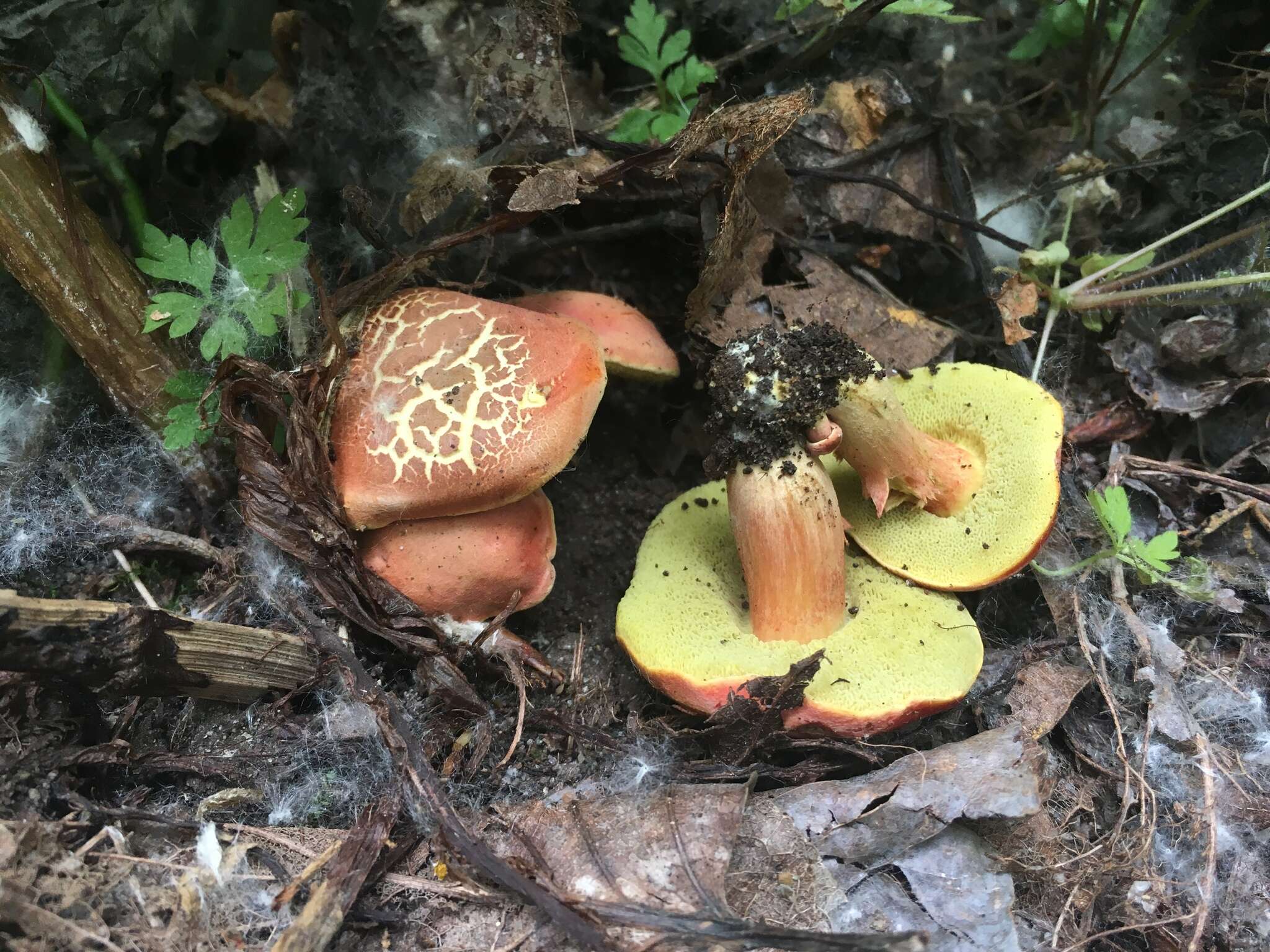 Image de Hortiboletus coccyginus