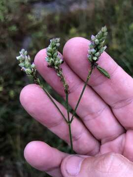 Imagem de Verbena montevidensis Spreng.