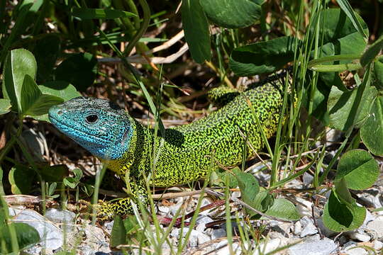 Image of Iberian Emerald Lizard