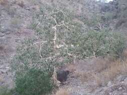 Image of Ficus petiolaris subsp. palmeri (S. Watson) Felger