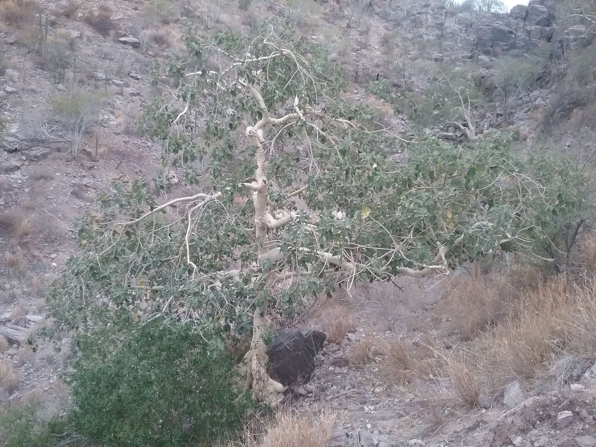 Image of Ficus petiolaris subsp. palmeri (S. Watson) Felger