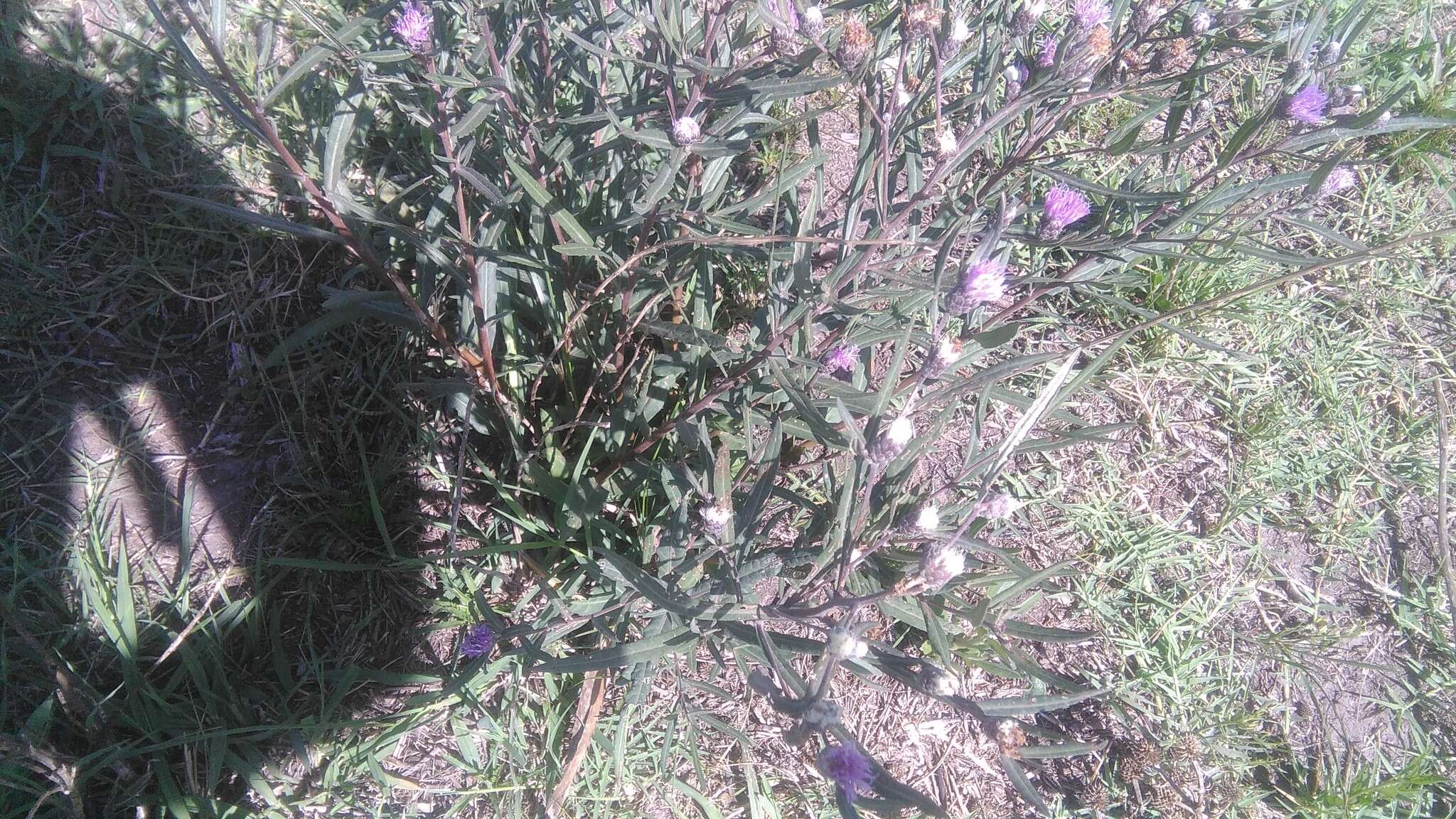 صورة Lessingianthus rubricaulis (Humb. & Bonpl.) H. Rob.