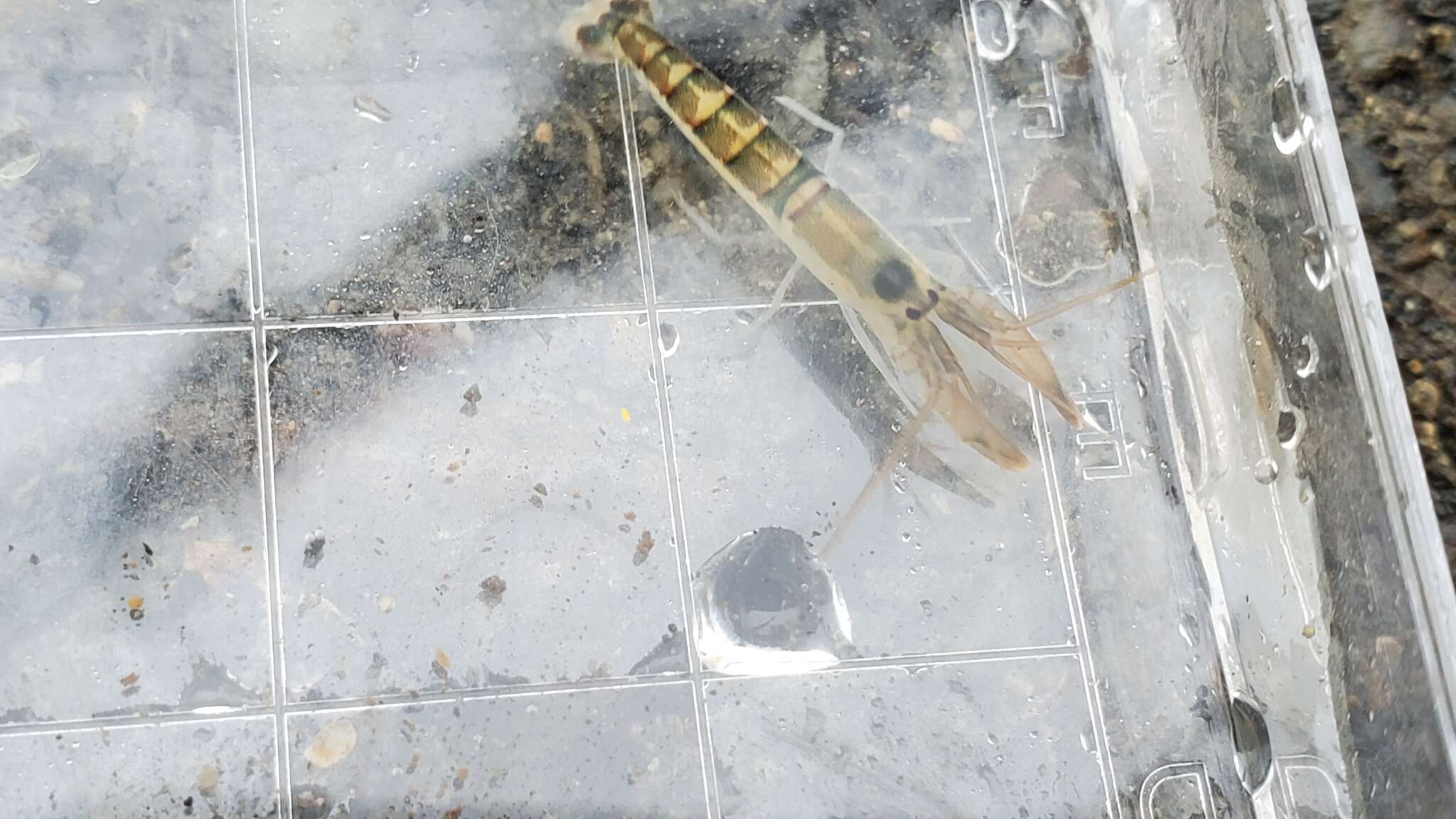 Image of northern hooded shrimp