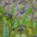 Cynoglossum microglochin Benth. resmi